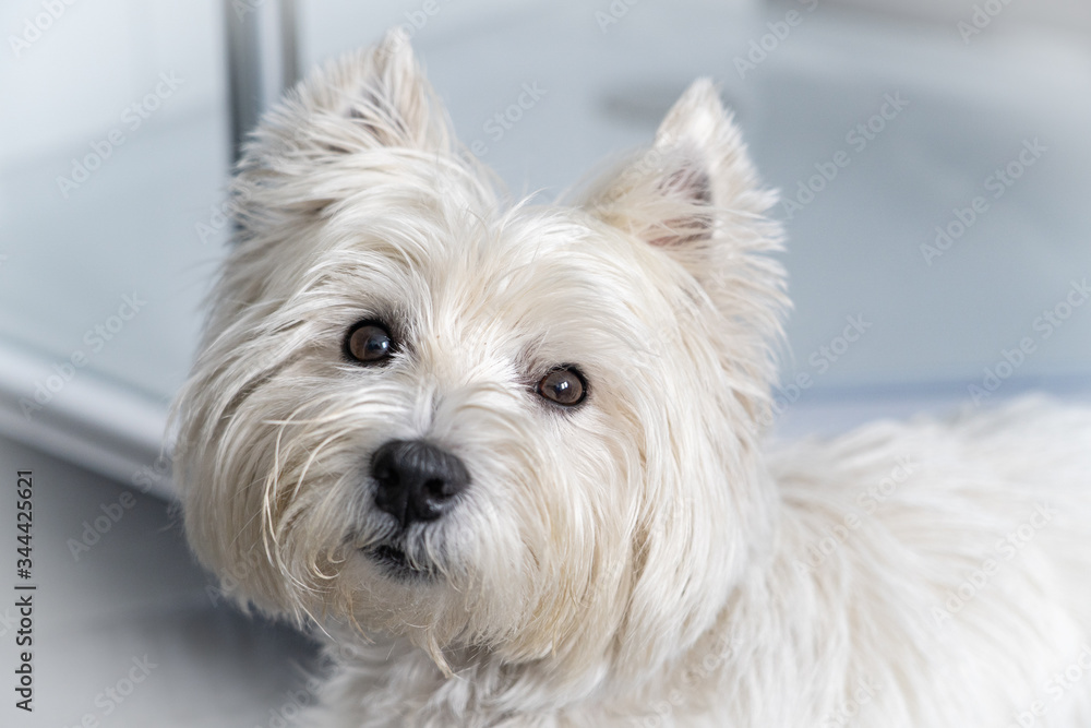 Cute West Highland White Terrier looks to the camera Cute West Highland White Terrier looks to the camera