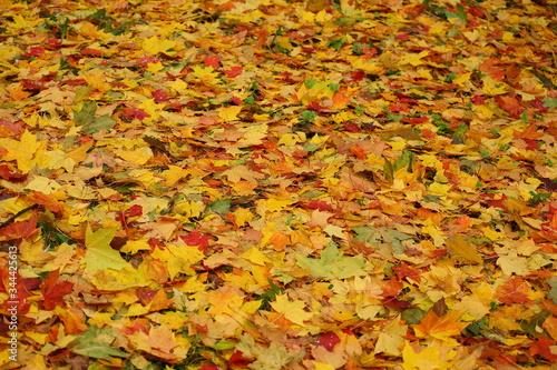 Bright autumn yellow orange red leaves on earth