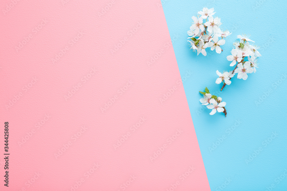 Fresh branches of white cherry blossoms on light blue table background. Pastel color. Closeup. Empty place for inspirational text, lovely quote or positive sayings on pink side. Top view. Two sides.