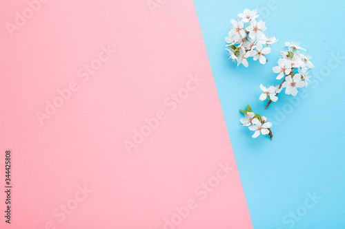 Fresh branches of white cherry blossoms on light blue table background. Pastel color. Closeup. Empty place for inspirational text, lovely quote or positive sayings on pink side. Top view. Two sides. © fotoduets