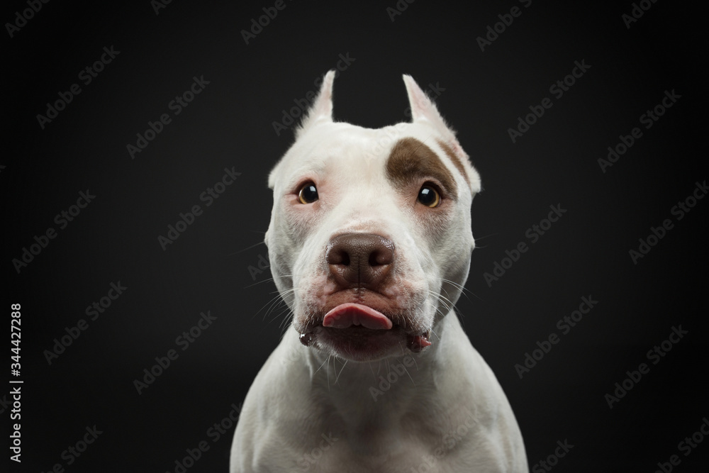 portrait of a dog on a dark background. American pit bull terrier. Beautiful pet on black portrait of a dog on a dark background. American pit bull terrier. Beautiful pet on black