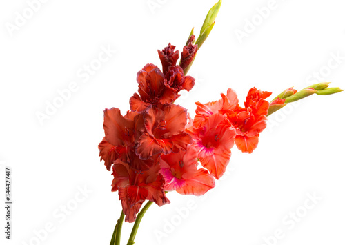 Obraz na płótnie gladiolus flower isolated