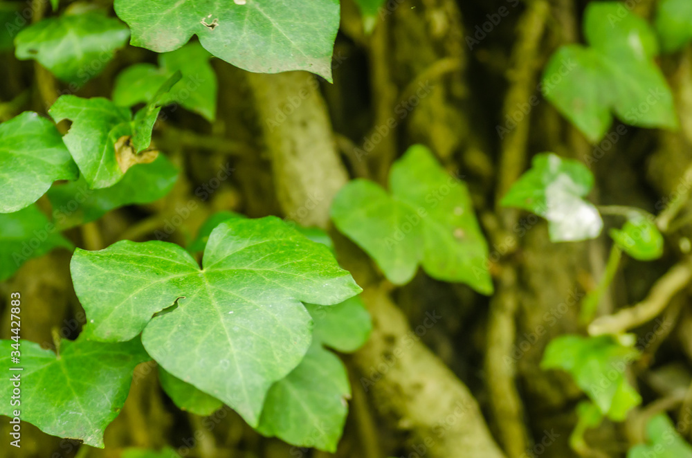 Stems showing the rootlets used to cling to walls and tree trunks. Stems showing the rootlets used to cling to walls and tree trunks.