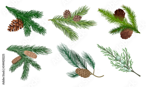 Pine and Fir Tree Branches with Fir Cones Vector Set