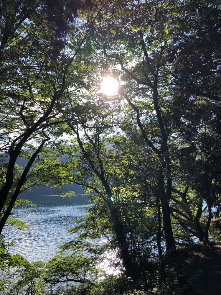 Obraz premium 箱根の木漏れ日１