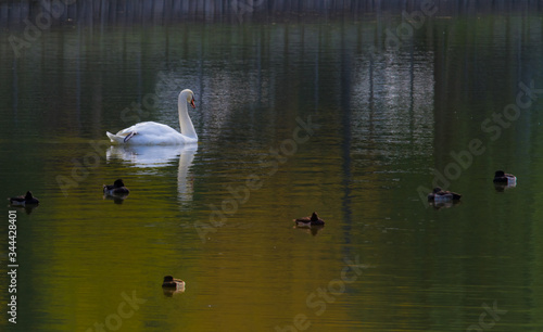 White swan © idmanjoe