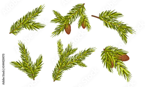 Fir Tree Branches with Fir Cones Hanging from It Vector Set photo