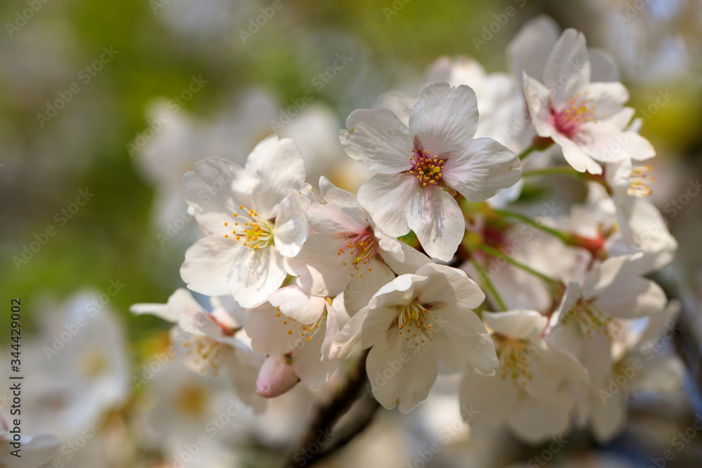 満開の桜