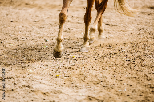 The hoof of a horse running on the sand close-up