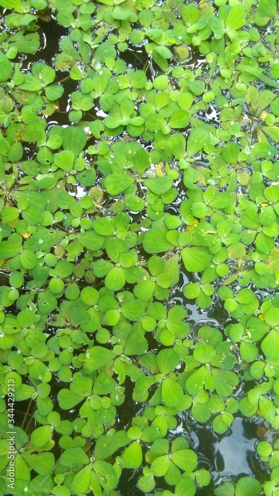 water lilies in the pond