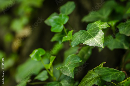 Wallpaper Mural Stems showing the rootlets used to cling to walls and tree trunks. Torontodigital.ca