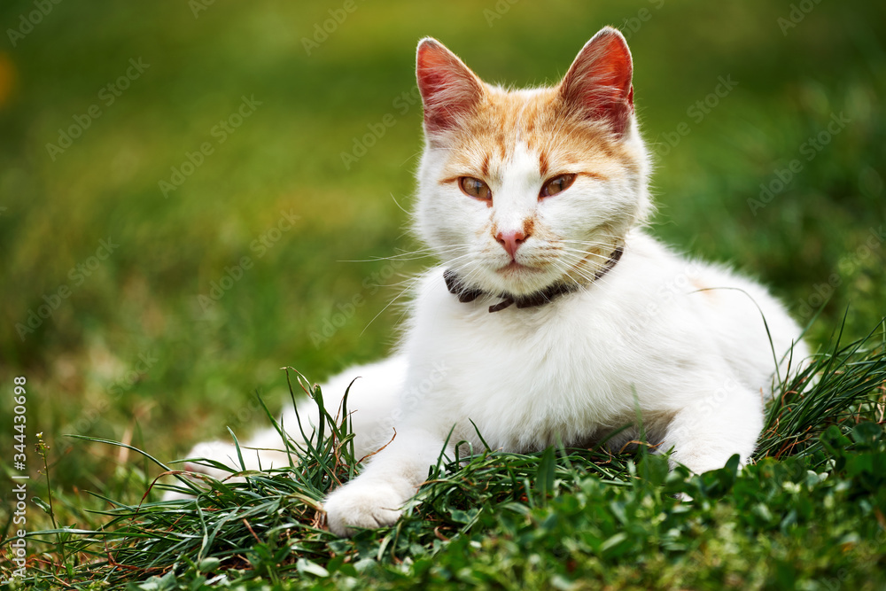 White and orange cat in the grass