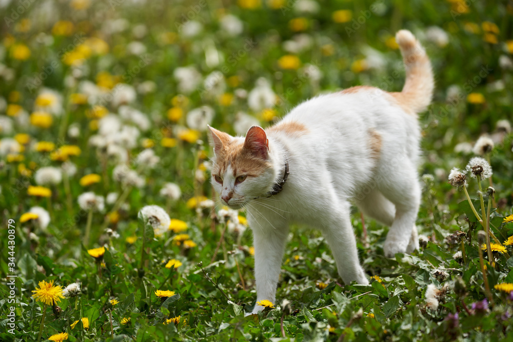 White and orange cat in the grass