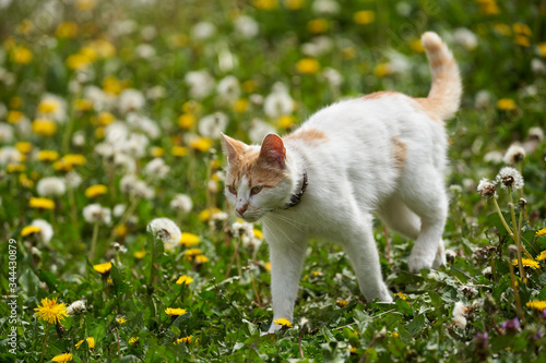 White and orange cat in the grass © Xalanx