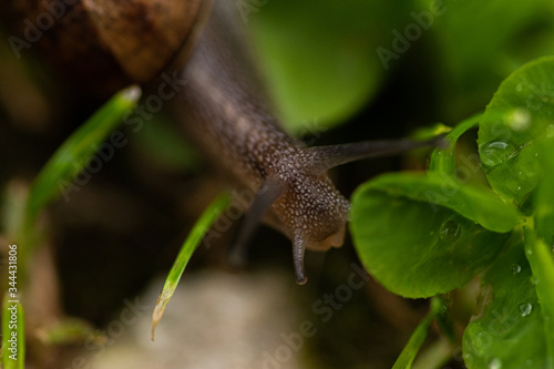 Caracol paseando entre la hierba (Macro)