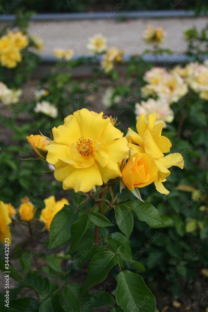 Rosa Rosa