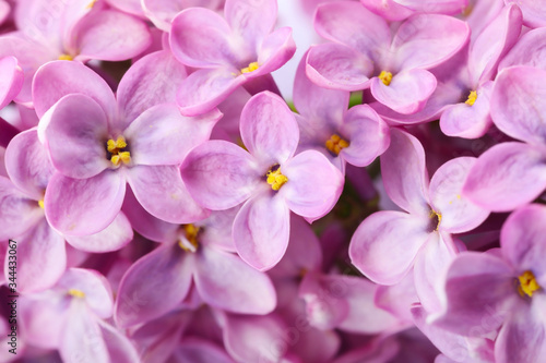Beautiful lilac flowers as background  closeup