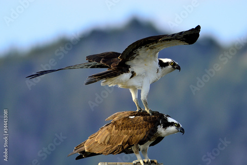 Male and female osprey courting