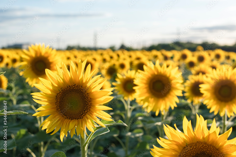 Backdrop of the beautiful sunflowers field. Field of blooming sunflowers on a background sunset. Warm evening backlight. Agricultural on a sunny day. Greeting card or argiculture wallpaper concept