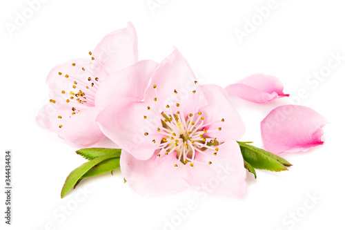 peach flowers isolated on white background. spring flowers.