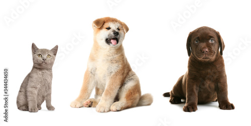 Collage with different adorable baby animals on white background