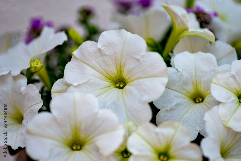 White petunia in full blooming in Japan White petunia in full blooming in Japan