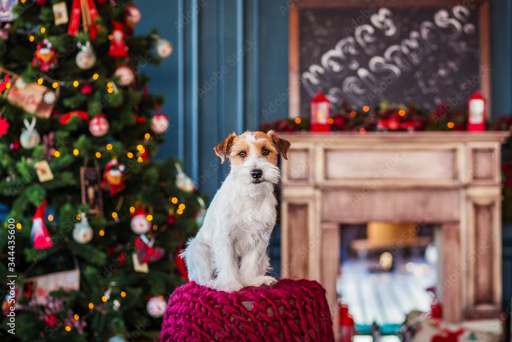 jack russell christmas
