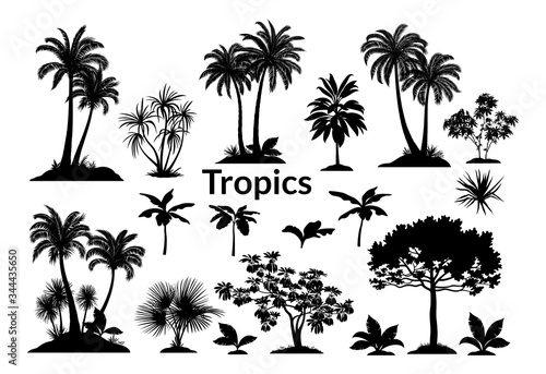 Set Palm Trees  Exotic Landscapes  Tropical Plants and Grass Black Silhouettes Isolated on White Background. Vector