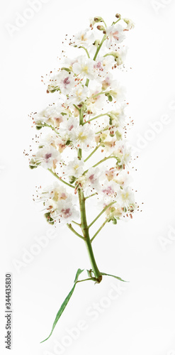 Flowers of horse chestnut tree isolated on white background