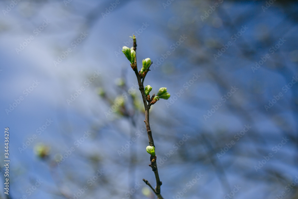 Pąki kwiatów na drzewach. Wiosna  - obrazy, fototapety, plakaty 