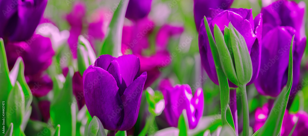 Aesthetics wallpaper flowers. PurpleTulip bloom background. Aesthetics wallpaper flowers. PurpleTulip bloom background.