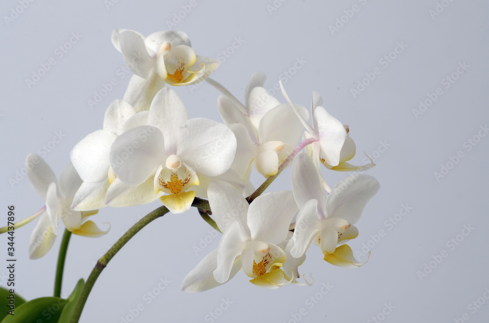 Obraz premium White orchid flower
