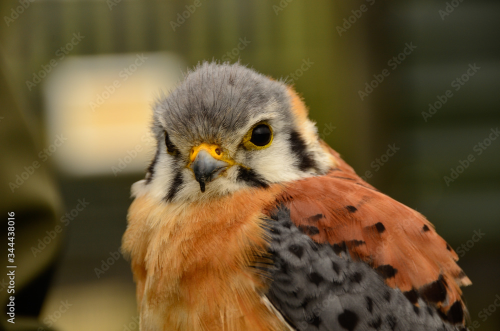 Bird of Prey close up Bird of Prey close up