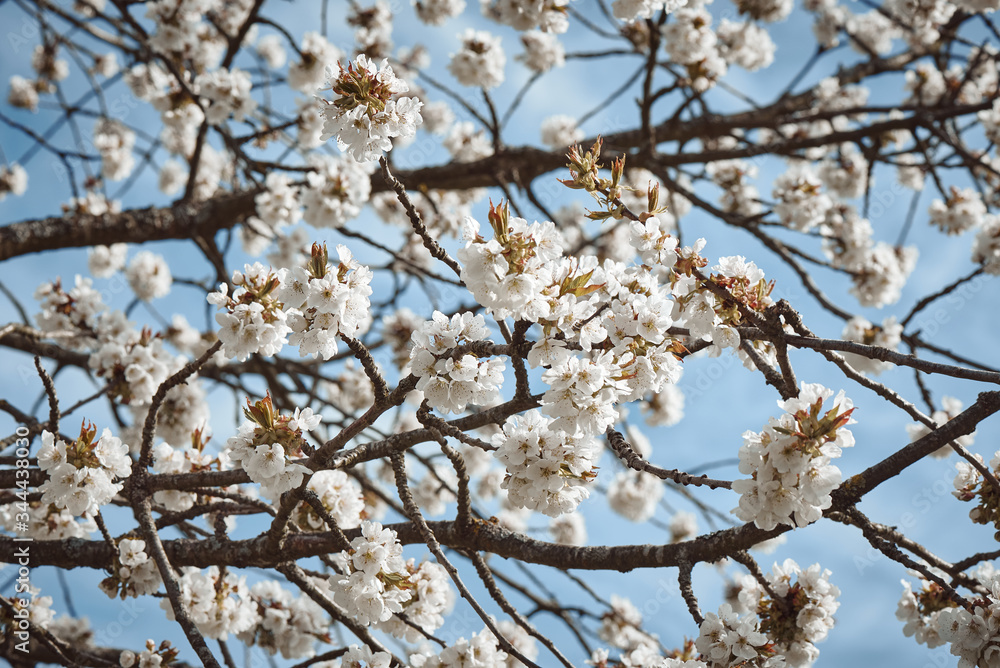 Blooming cherry tree. Close up of flowers Blooming cherry tree. Close up of flowers