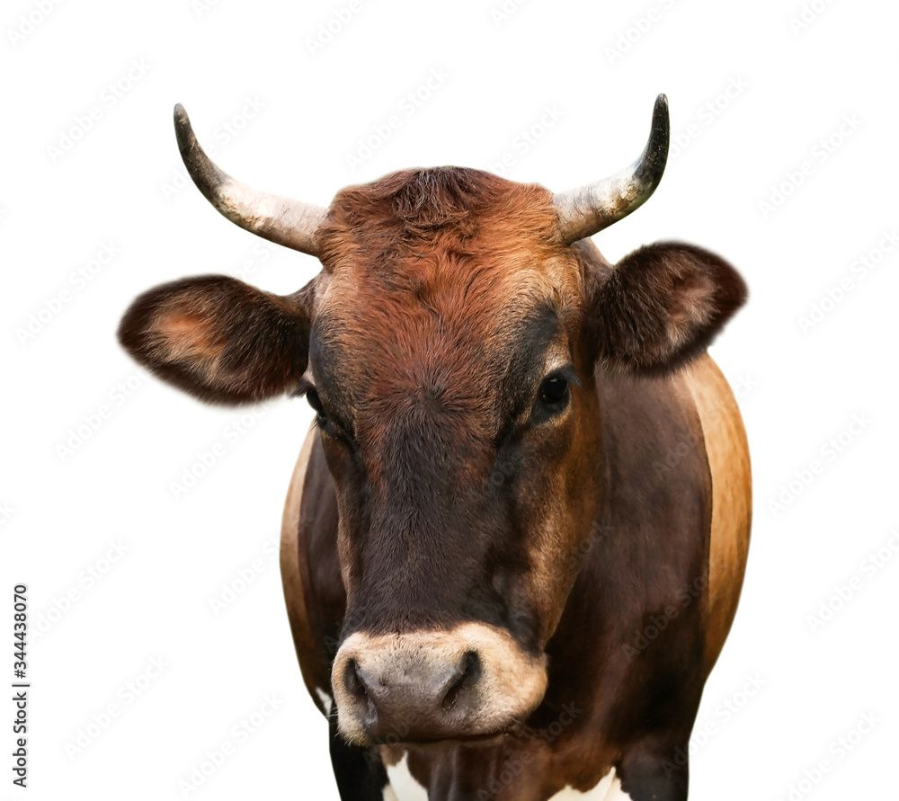 Beautiful brown cow on white background, closeup. Animal husbandry Beautiful brown cow on white background, closeup. Animal husbandry