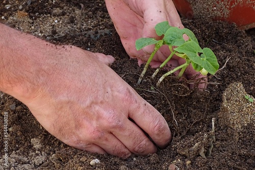 man hands trasplanting a bean plant in the garden