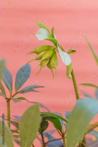 Close up of Christmas rose flower