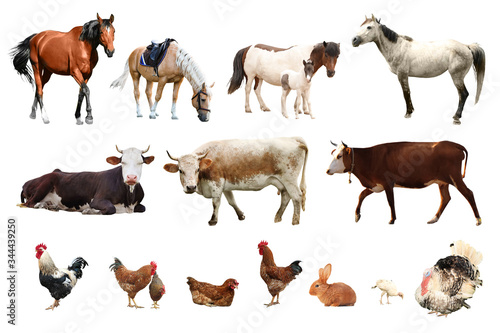 Collage of different farm animals on white background