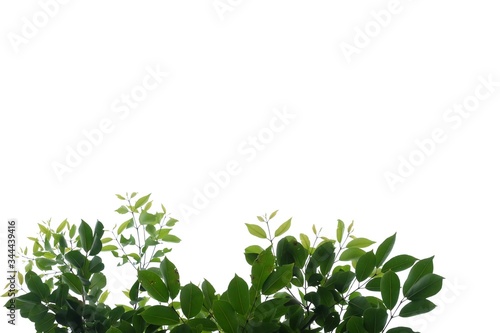 Young tropical tree with leaves branches on white isolated background for green foliage backdrop with copy space 