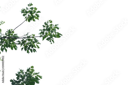 Tropical tree leaves with branches on white isolated background for green foliage backdrop and copy space  © Oradige59