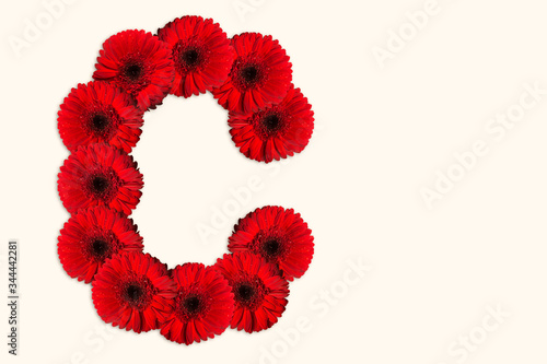 Letter C Daisy flower alphabet on isolated background. Decorative Floral Letter