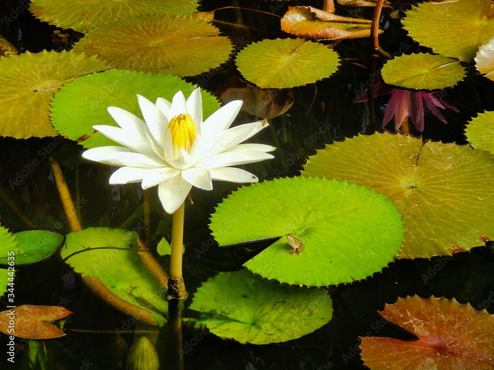 Frog on a lily pad staring up at a fly on the edge of a white lily petal
Frog on a lily pad staring up at a fly on the edge of a white lily petal