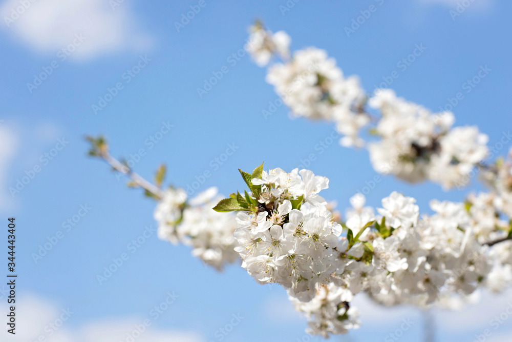 Blossoming branches of a cherry tree in sunlight, against a blue sky, closeup. Place for text. Soft focus. Blossoming branches of a cherry tree in sunlight, against a blue sky, closeup. Place for text. Soft focus.