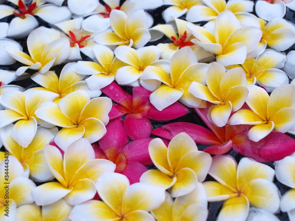 White, yellow and pink Plumeria flowers in the water White, yellow and pink Plumeria flowers in the water