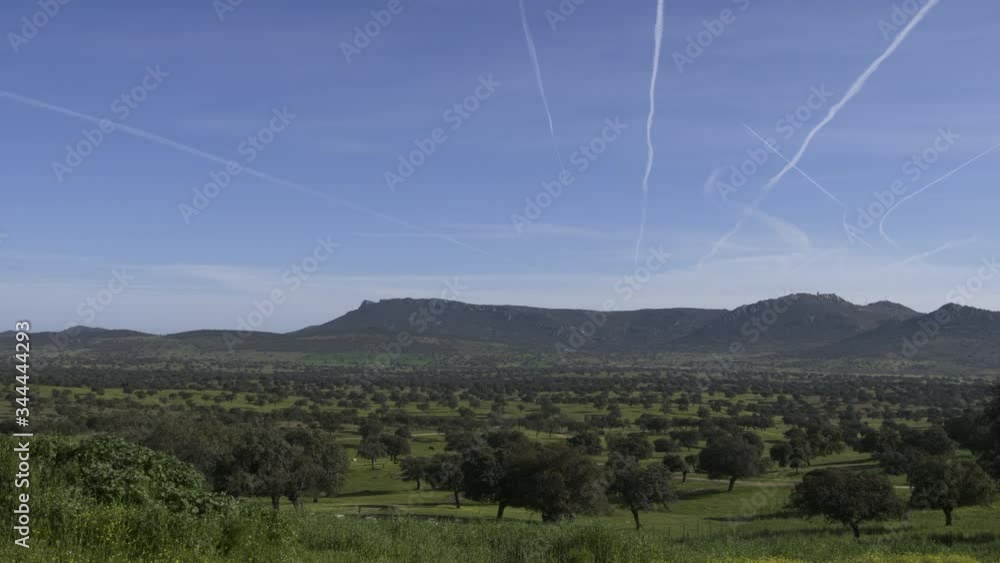 General view of the Dehesa meadows with multiple holm oaks in spring. Valley of the Pedroches General view of the Dehesa meadows with multiple holm oaks in spring. Valley of the Pedroches