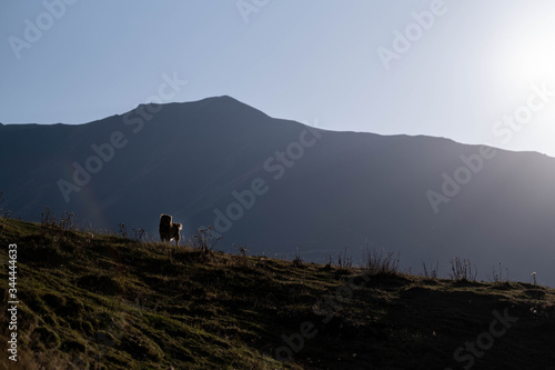 A sheepdog stands on top of a hill flooded with sunset light.
