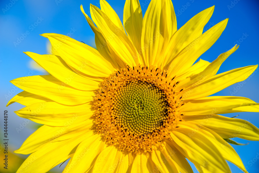 Sunflower flowers on blue sky background
Sunflower flowers on blue sky background