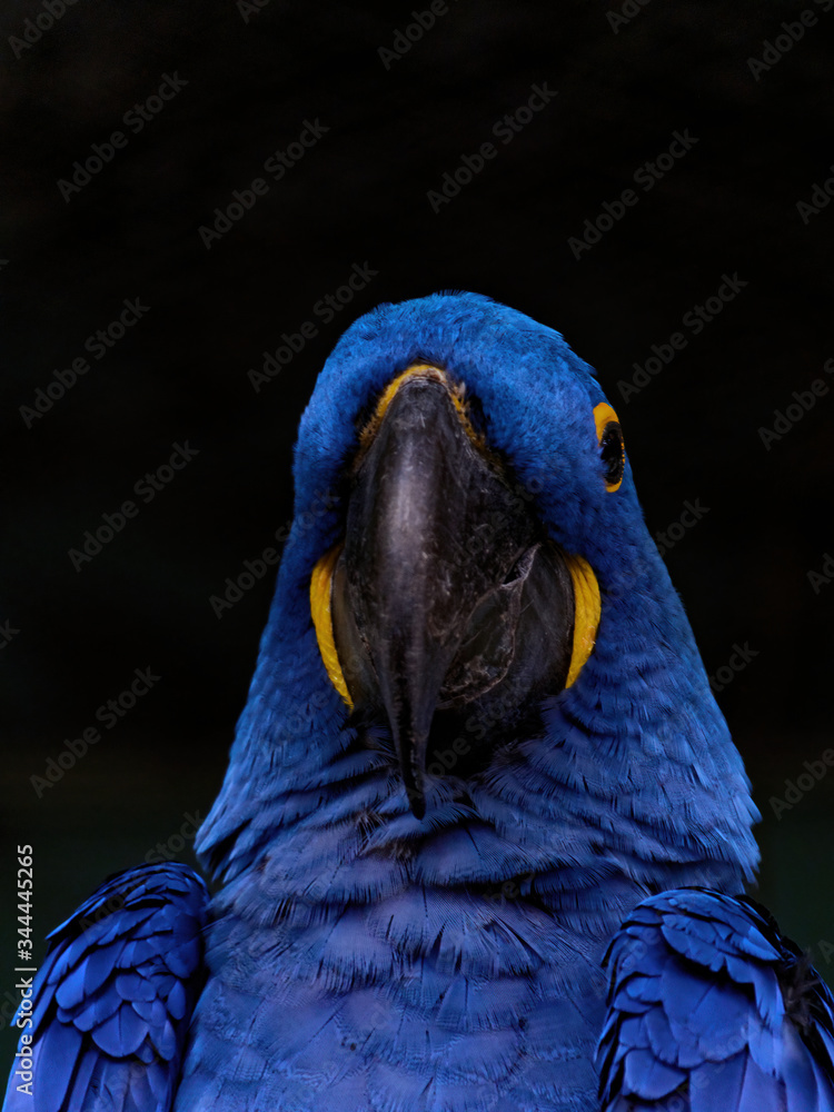 custom made wallpaper toronto digitalThe hyacinth macaw, Anodorhynchus hyacinthinus