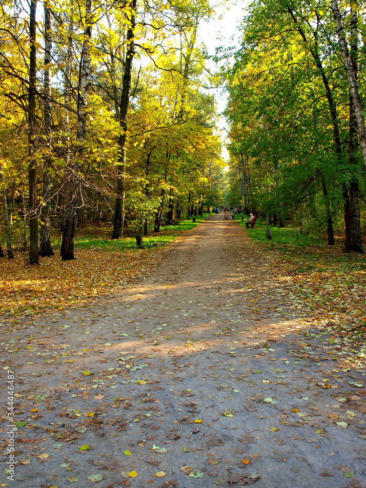 Road in autumn park