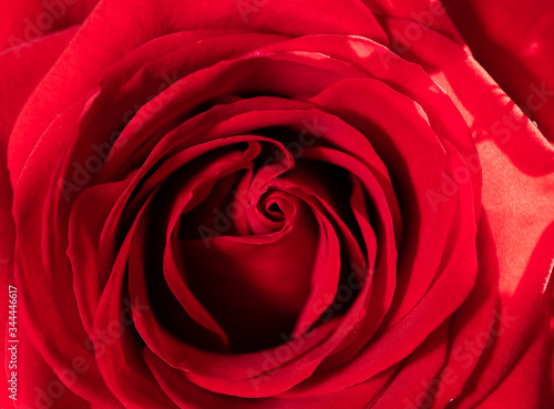 close up on red rose symbol of love